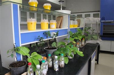 سلاح بیولوژیك برای حفاظت از چای