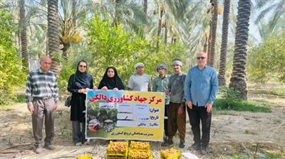 بازدید محقق مركز تحقیقات بوشهراز باغ الگویی نخیلات در دالكی
